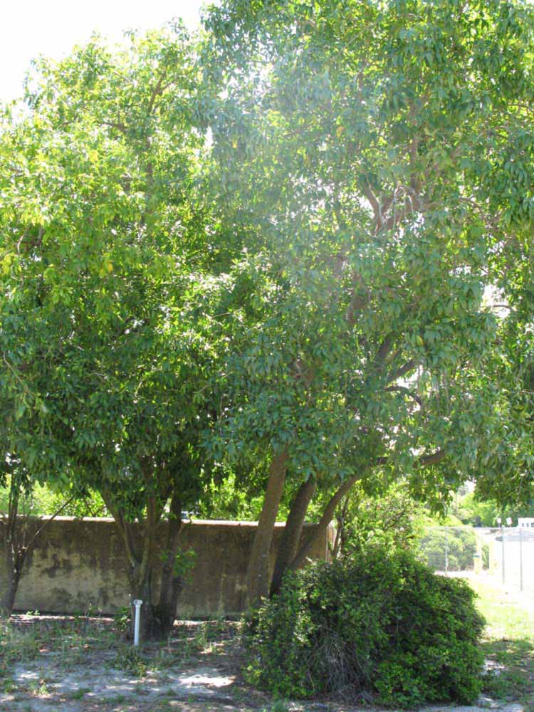            Habit (Winter Haven, FL)   